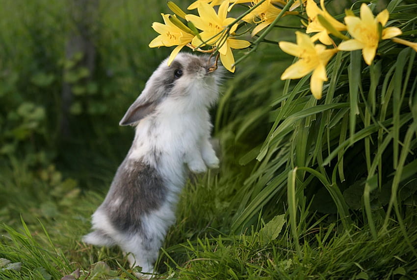 Spring Animals, bunny in spring HD wallpaper