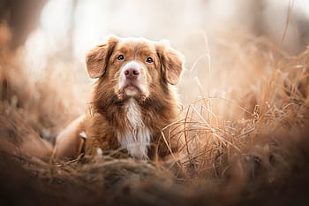 can a nova scotia duck tolling retriever live in pakistan