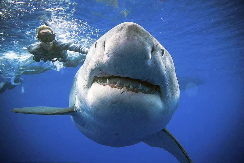 Mammoth Deep Blue shark go viral – Boston Herald, big shark HD wallpaper