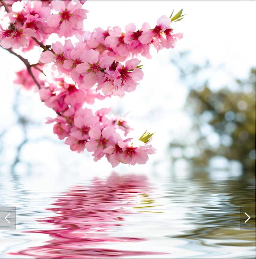 3D стенопис с цветя в розов цвят на праскова Домашни и за стена Стикери за всекидневна Ръчно рисуване Отпечатани флорални и, прасковено цвете HD тапет за телефон