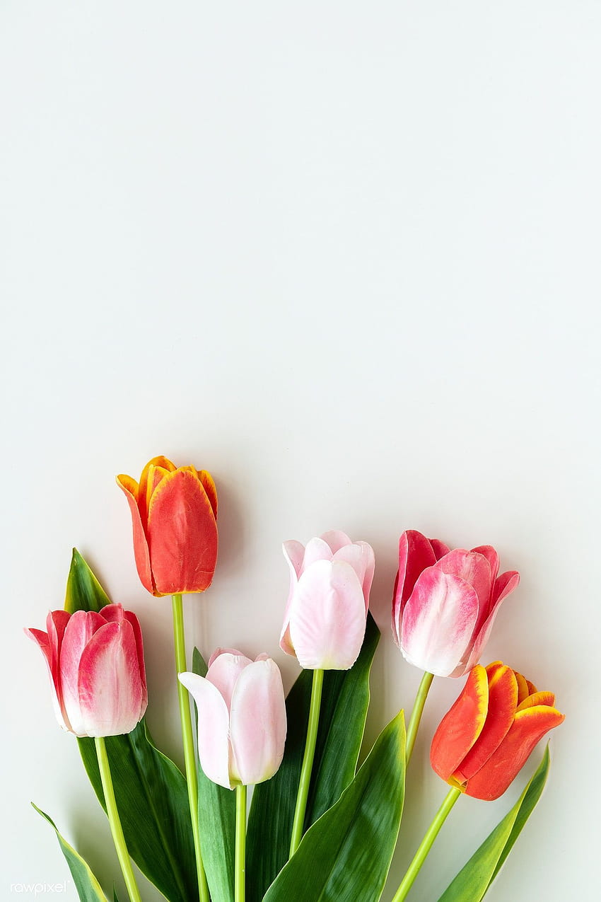 premium różowe i pomarańczowe tulipany na pustym białym tle, wiązka pomarańczowych tulipanów Tapeta na telefon HD