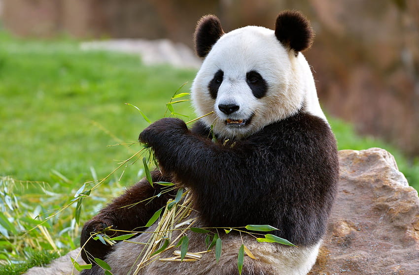 My Panda – Lovely Pandas & Bears – Who doesn't love cute and cuddly pandas and bears? Install this new tab, express your love for these pandas and … HD wallpaper