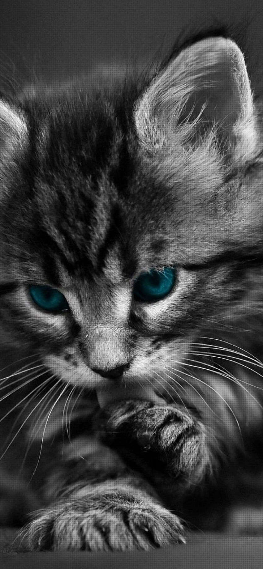 Ładny kot, kot iphone Tapeta na telefon HD