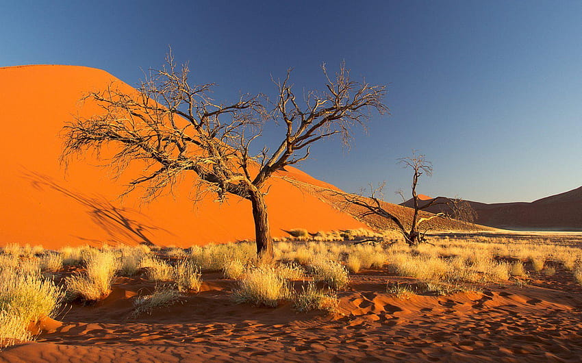 namibia áfrica namib desierto cielo duna arena árbol arbusto fondo de pantalla
