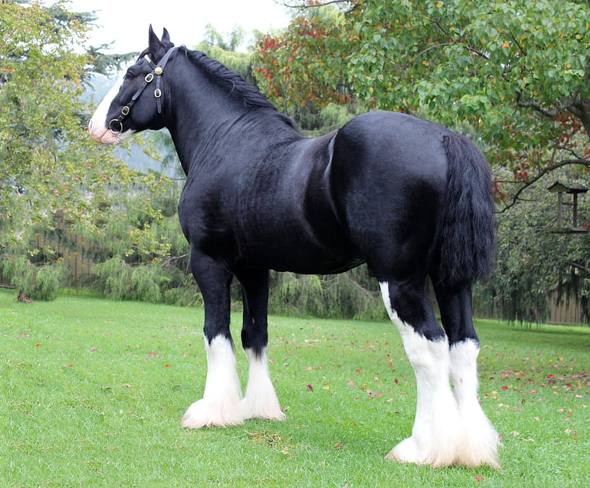 The slower you go the bigger your world gets • Shire horse The Shire horse is a breed of HD wallpaper