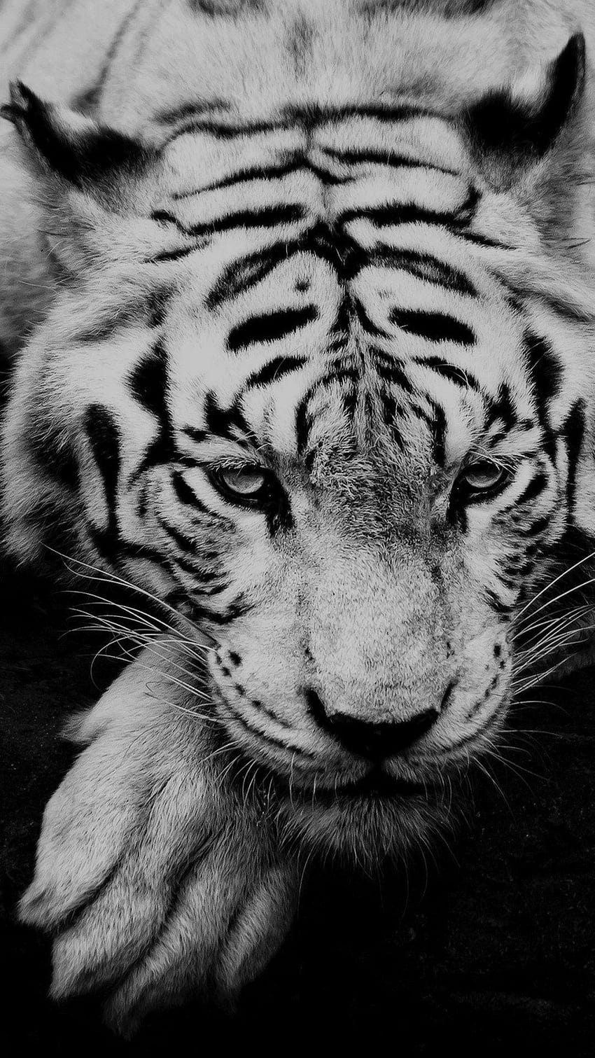 Retrato de tigre blanco y negro, retratos fondo de pantalla del teléfono