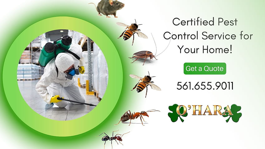 Solve Your Pest Problem with Us HD wallpaper