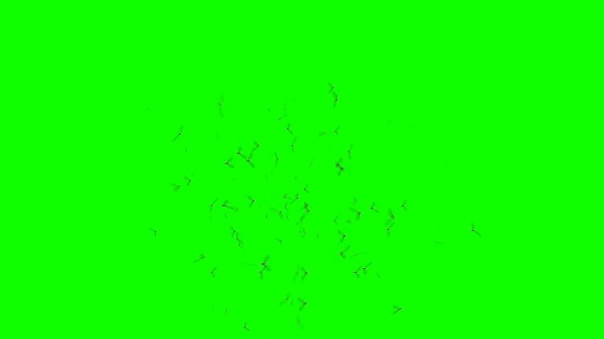 Rój latających owadów z ruchem kamery na zielonym ekranie, zielone tło ekranu Tapeta HD