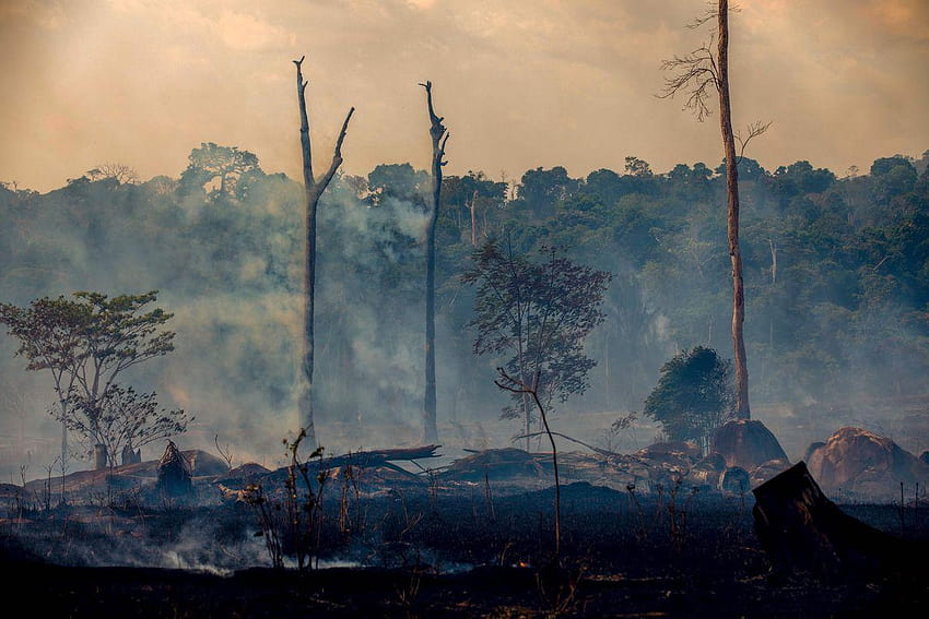 Incendie de la forêt amazonienne : pourquoi la déforestation a été si importante, forêt amazonienne au brésil Fond d'écran HD