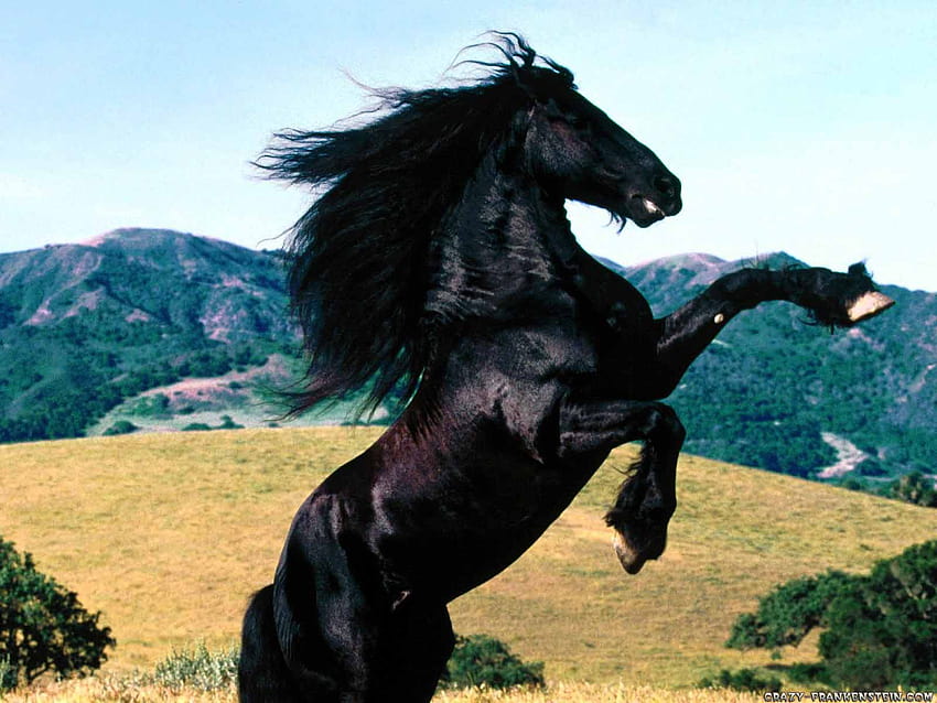 4 Black Horse, the black stallion HD wallpaper