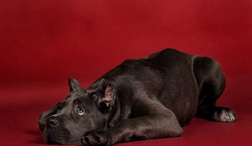 dog, Cane Corso » Animals » GoodWP HD wallpaper