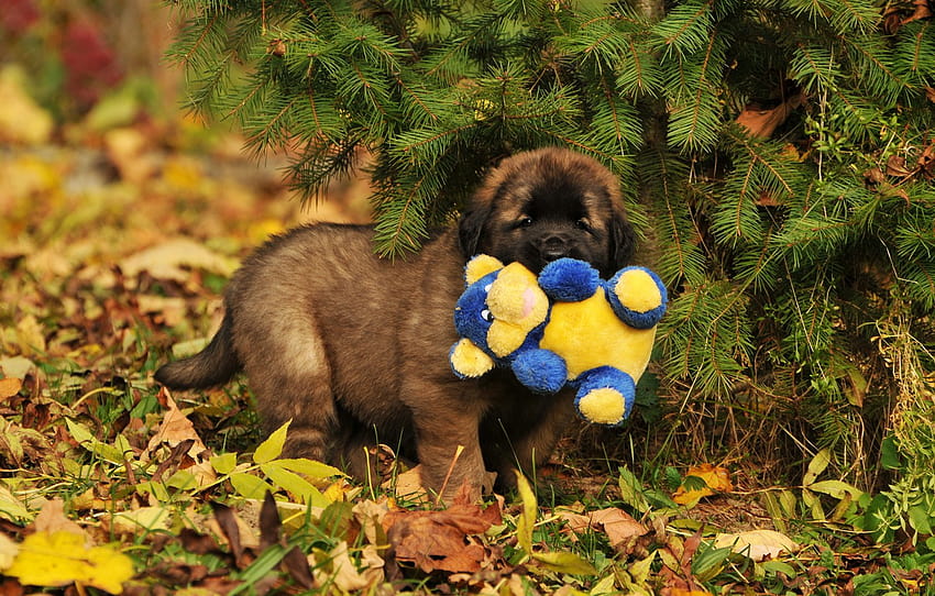 autumn, leaves, branches, nature, toy, dog, puppy, needles, Leonberger , section собаки HD wallpaper