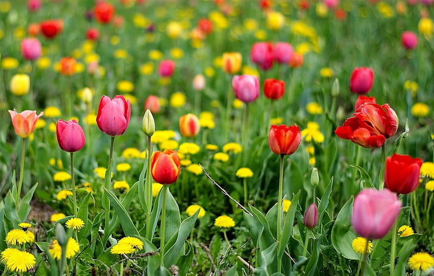 greens, field, flowers, glade, bright, spring, yellow, tulips, red, dandelions, buds, floral , section цветы, bright spring flower HD wallpaper