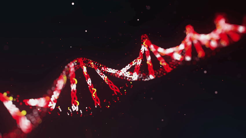 Digitale Animation roter DNA-Ketten, die sich vor schwarzem Hintergrund drehen HD-Hintergrundbild