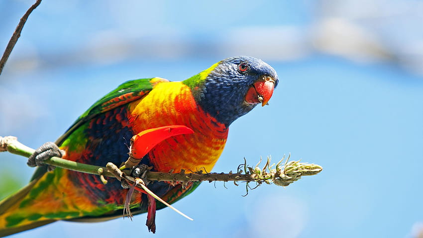Rainbow Lorikeet, Beak, Common Pet Parakeet, Eclectus Parrot, Macaw HD wallpaper