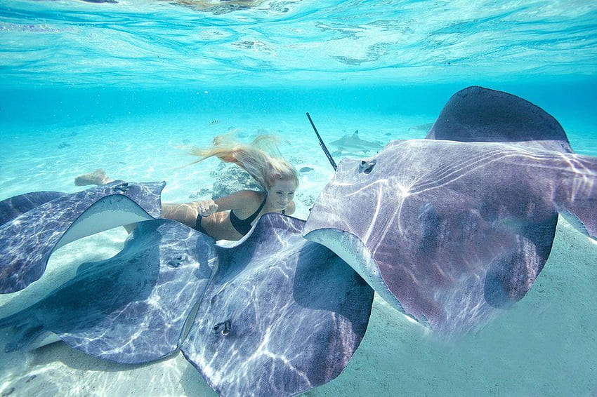 Ocean Ramsey – Nadando com tubarões papel de parede HD