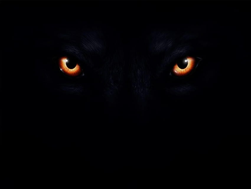 Olhos de Lobo:. papel de parede HD