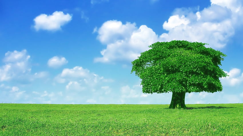 árvores, Natureza, Planta, Árvore, Bosque, Verde, Amarelo, Cores, Floresta, Madeira / e Fundos Móveis, plantar árvores papel de parede HD