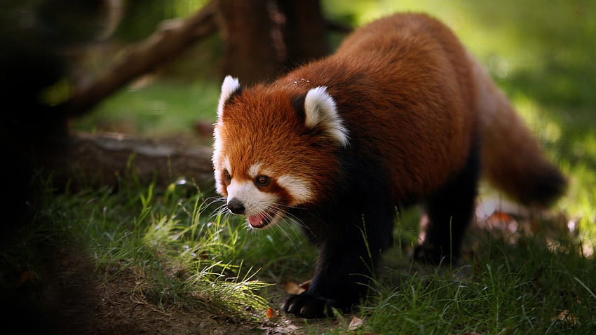 Panda Animal World Incrível, padrões de panda vermelho papel de parede HD