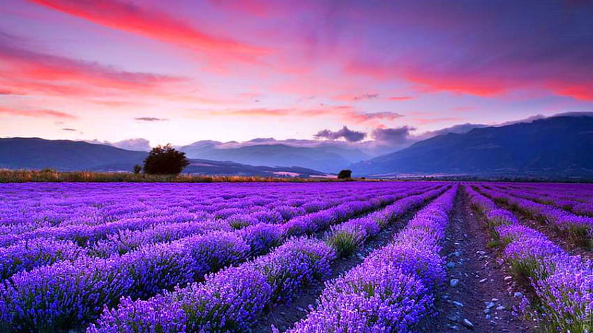 3 Ladang Lavender, ladang lavender prancis Wallpaper HD