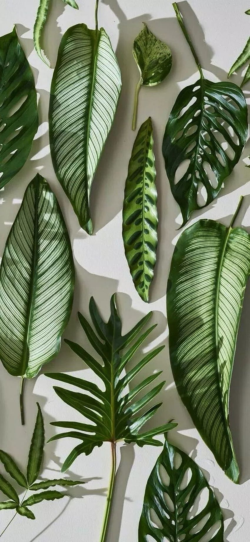 Indoor Plants, houseplants HD phone wallpaper