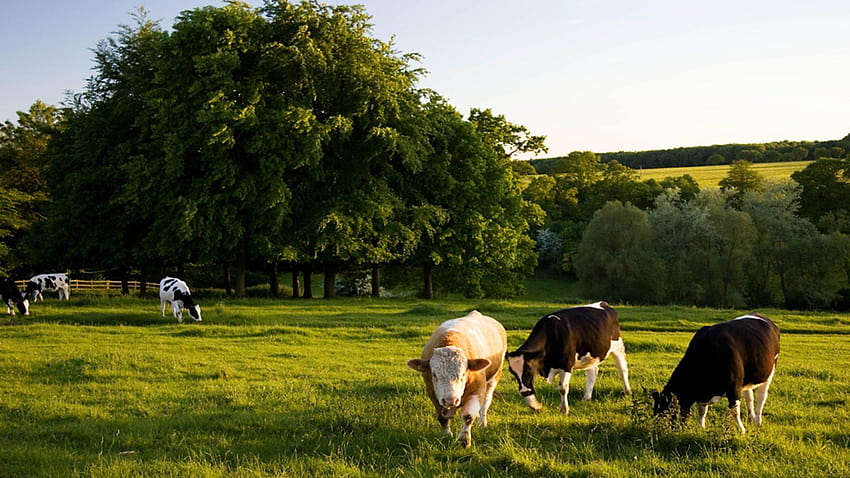 BBC Radio 4, british farms english countryside HD wallpaper