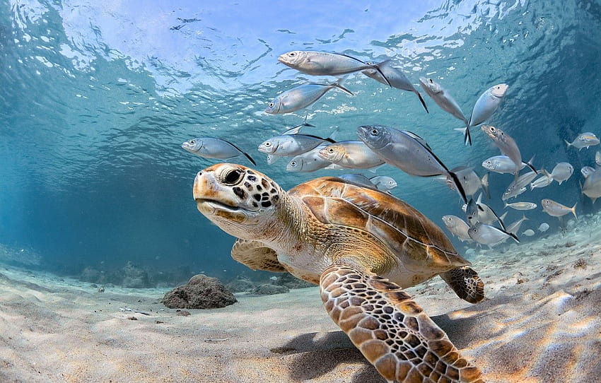 mar, pez, océano, tortuga, bajo el agua, sección животные, tortugas en el océano fondo de pantalla