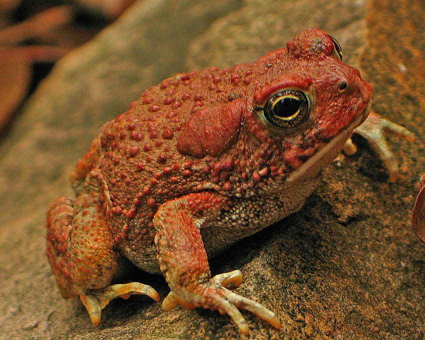 For Your Toad 36 Top Quality Toad [1600x1200] for your , Mobile