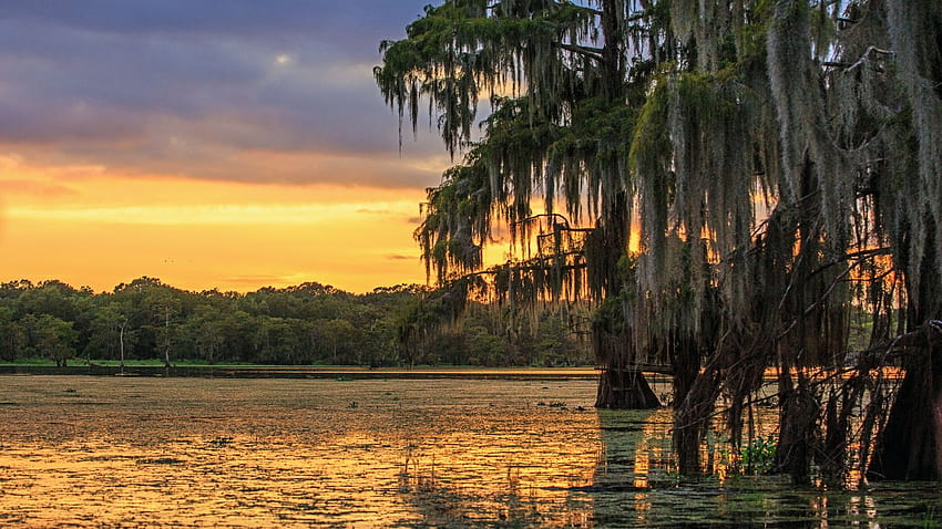 Louisiana Swamp Wallpapers  Top Free Louisiana Swamp Backgrounds   WallpaperAccess