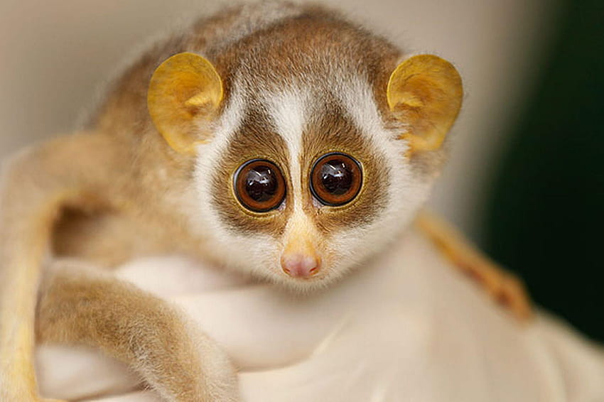 10 DEADLY ANİMALS THAT ARE NOT AS İNNOCENT AS THEY SEEM – TECHANNELS, slow  loris HD wallpaper | Pxfuel
