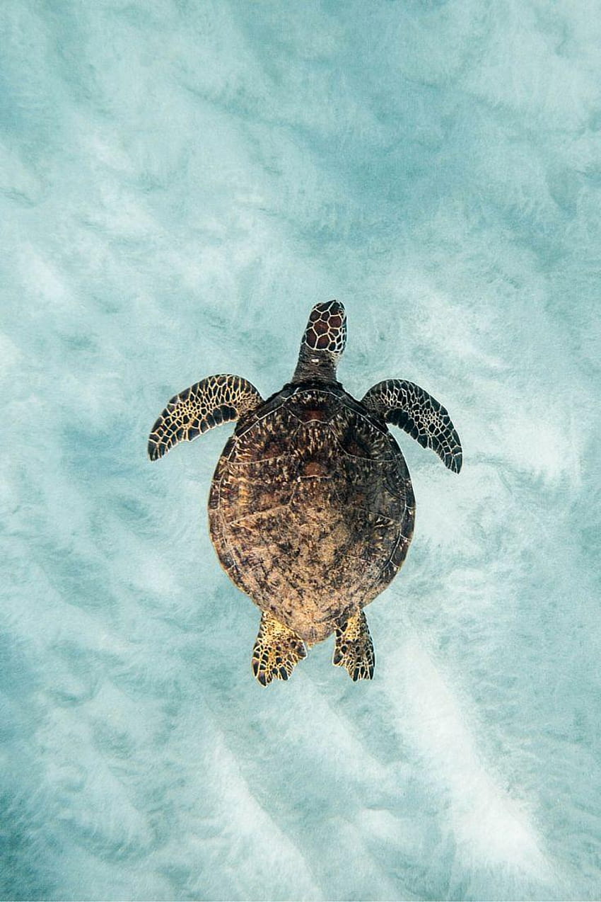 Морска костенурка iPhone, спаси костенурките HD тапет за телефон