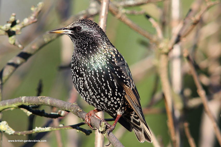 starling and backgrounds HD wallpaper