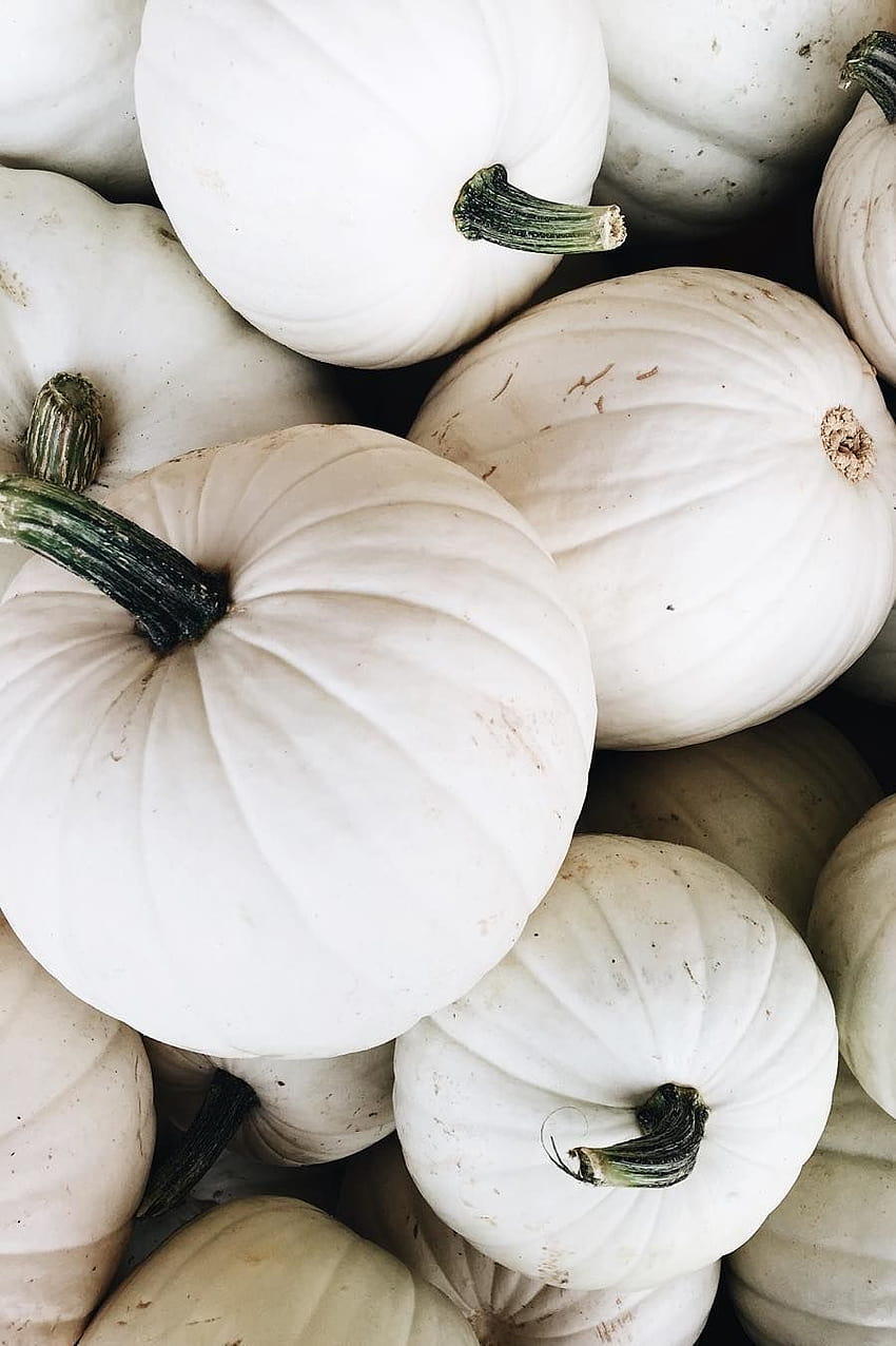 Happy because fall. I never knew how happy white pumpkins could make me. HD phone wallpaper
