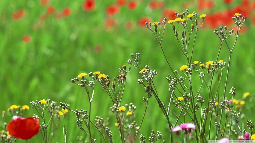 Field Of Spring Flowers Ultra Backgrounds for U TV, panoramic spring HD wallpaper