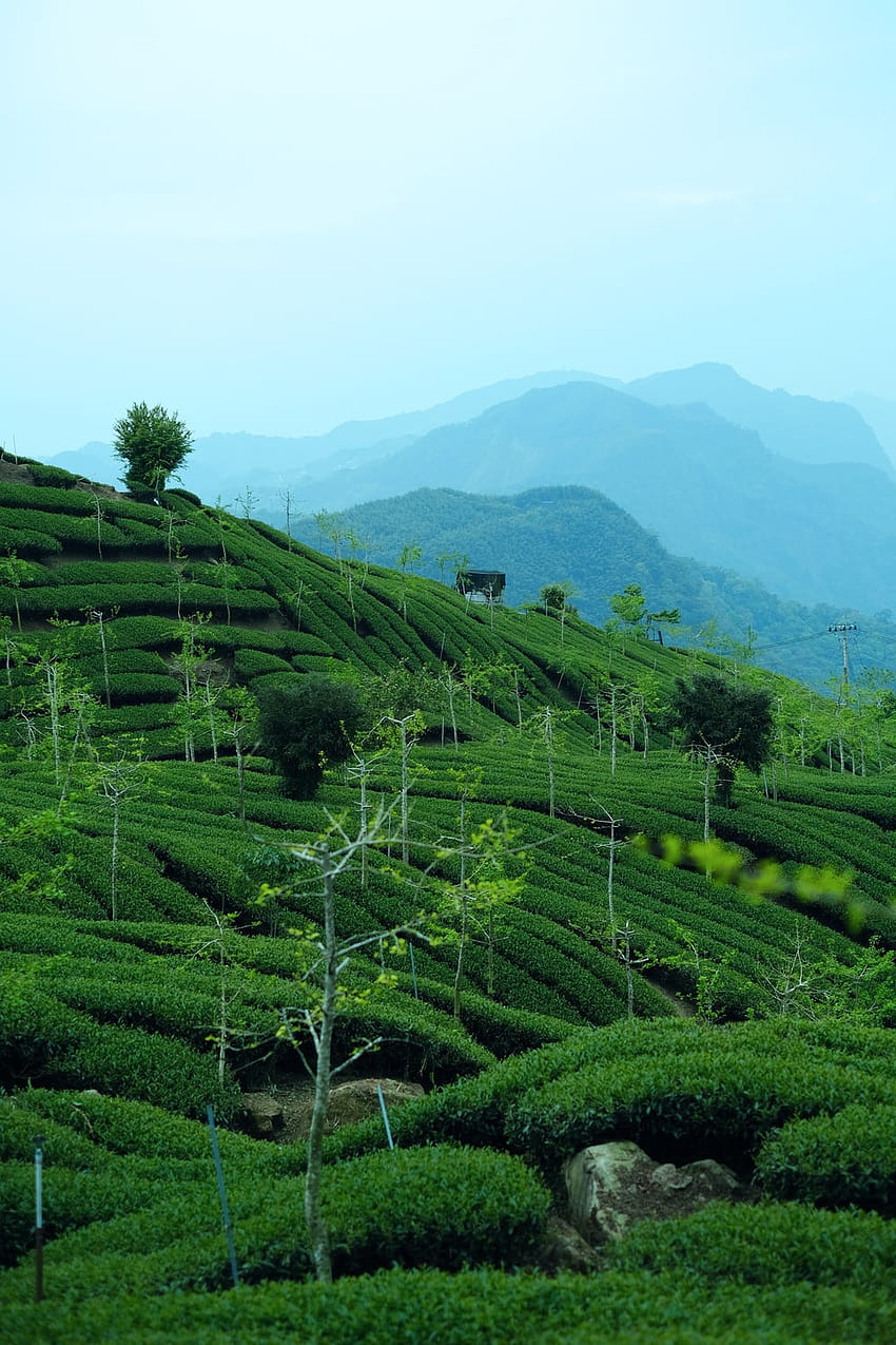 100 Tea Plantation, assam fields HD phone wallpaper