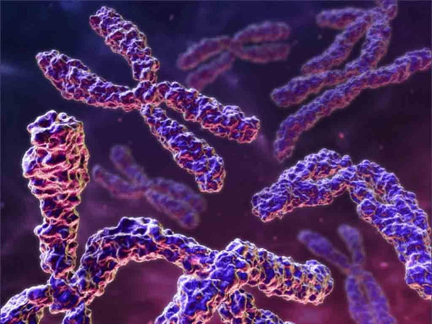 Cromosoma: sue Parti, Funzioni e Tipi Sfondo HD