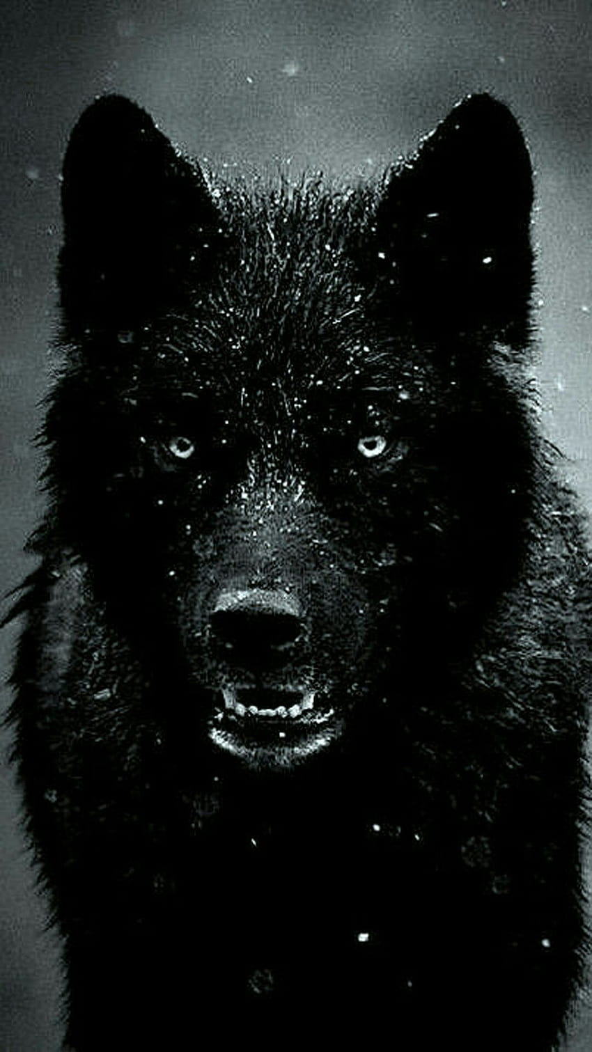 Epic Wolf » Hupages » Iphone, mignon bébé loup noir Fond d'écran de téléphone HD