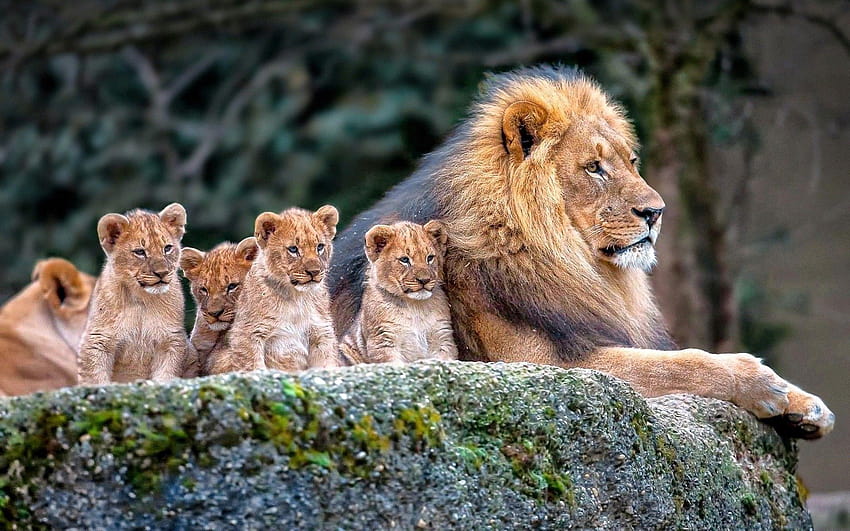 Lion and his Cubs, animal lion HD wallpaper
