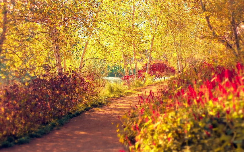 Autumn Pathway, spring pathways HD wallpaper | Pxfuel