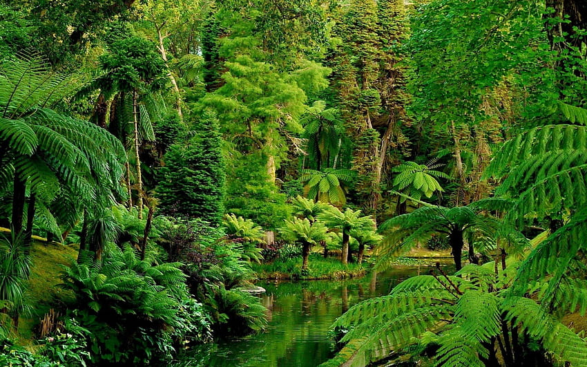 Dżungla, las deszczowy ultra Tapeta HD