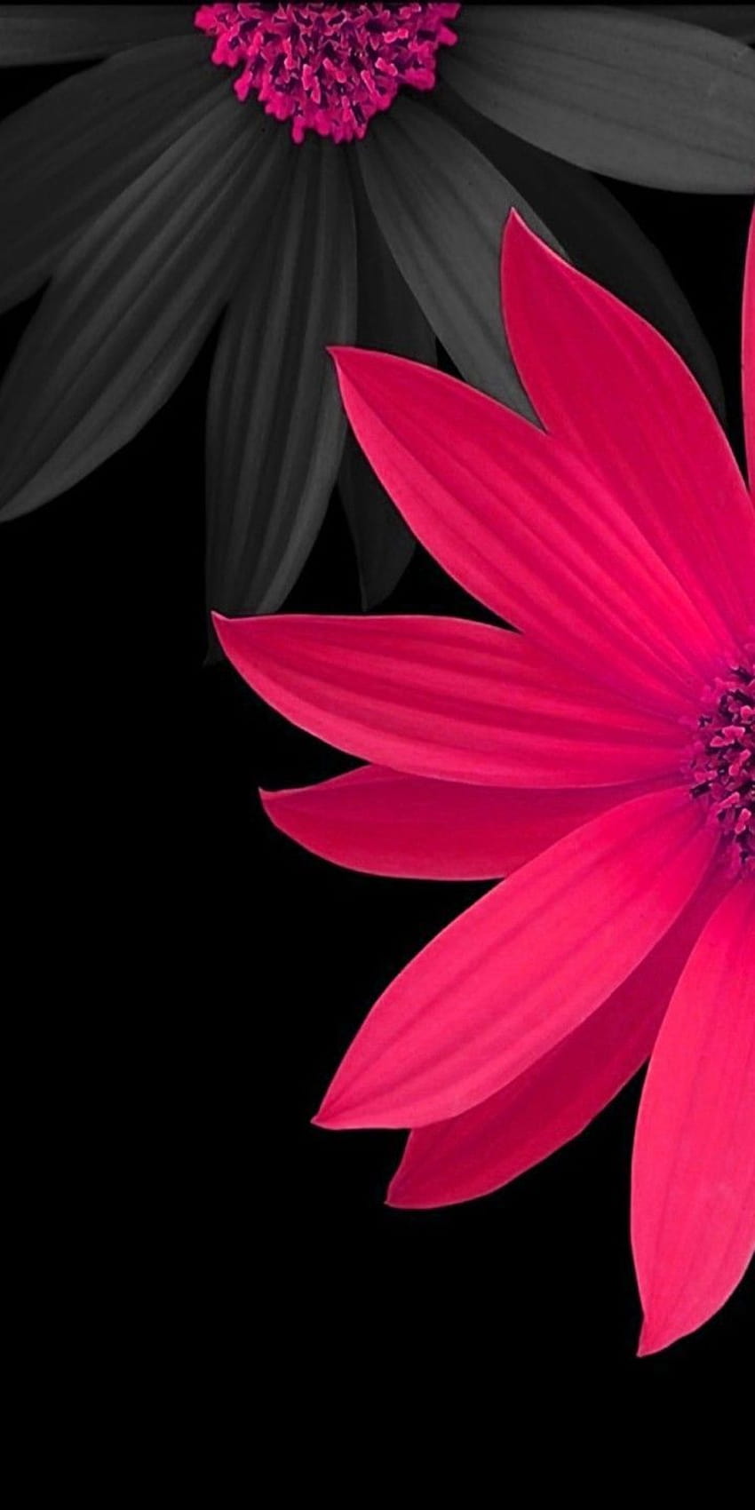 Floral, noir, rose, propre, galaxie, couleur, abstrait, art numérique, s8, murs, Samsung, galaxie s8, note, résumé de téléphone noir floral Fond d'écran de téléphone HD