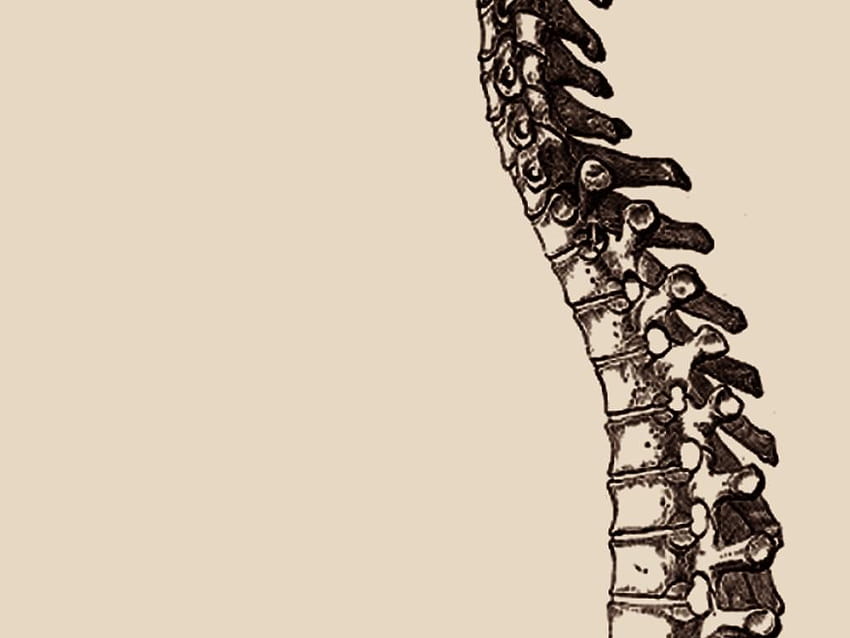 Anatomical Spine 1024x768, spinal cord HD wallpaper | Pxfuel