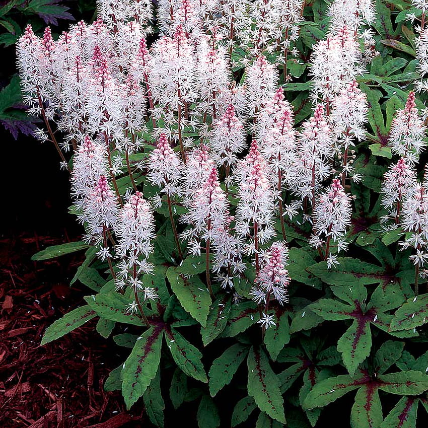 Tiarella 'Spring Symphony', blackberry wine corydalis HD phone wallpaper