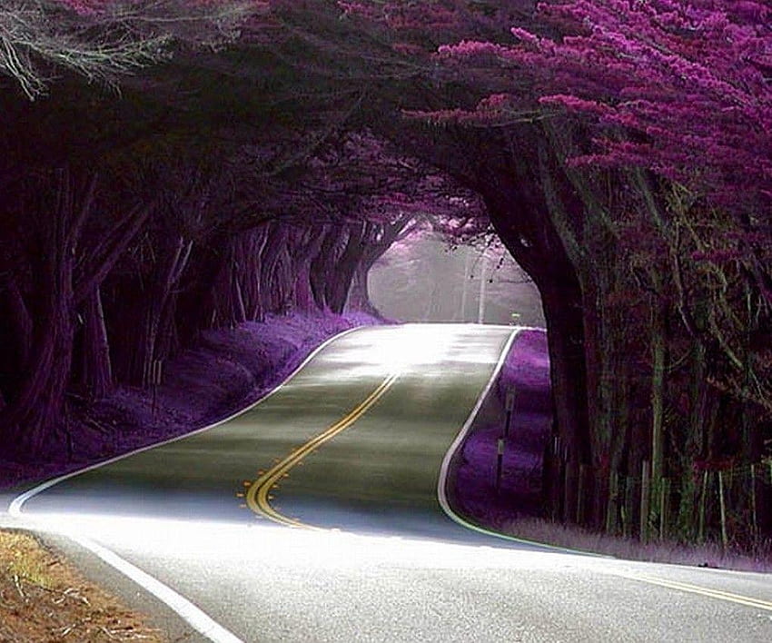 25 Glamorous and Completely Bewitching Tree Tunnels That Will Make, japan flower tunnel HD wallpaper