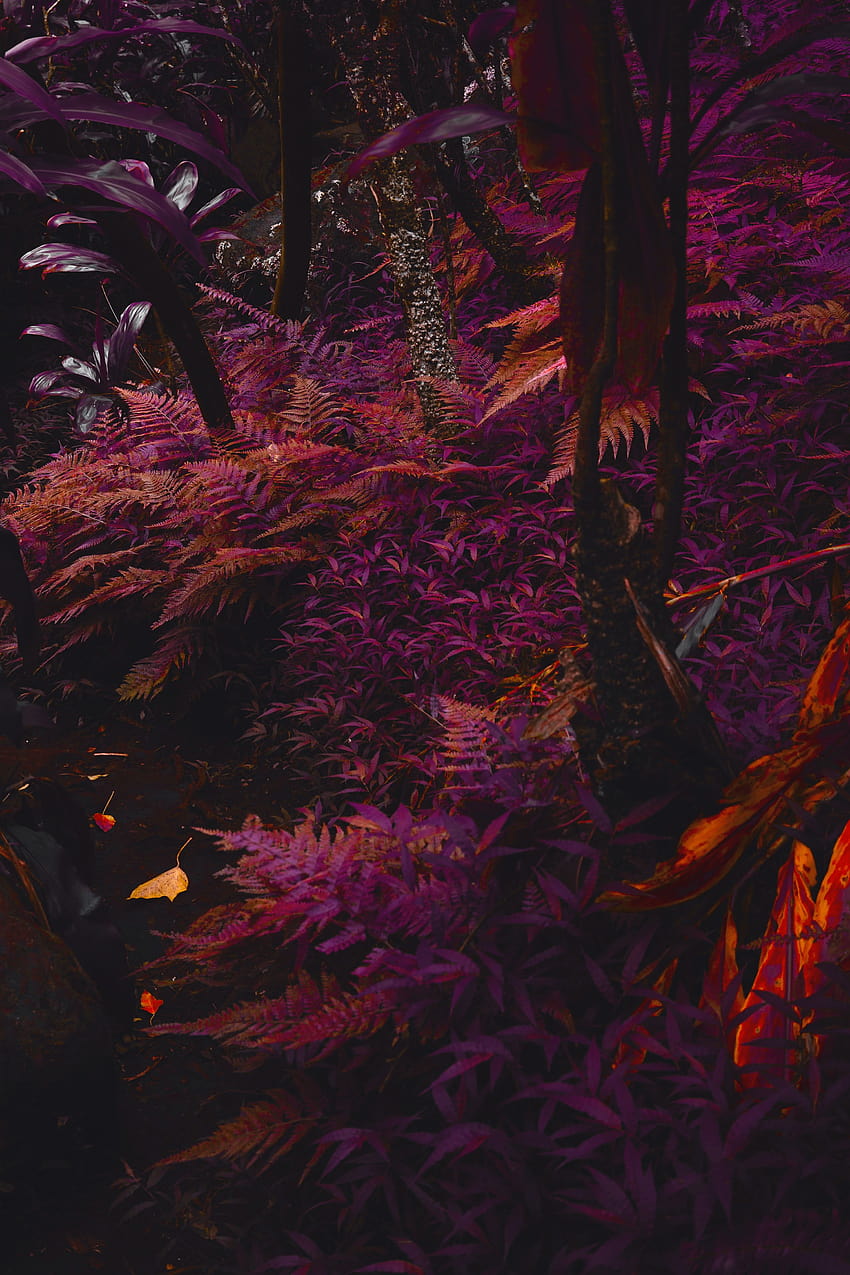 60 Stunning Purple, dark rose aesthetic purple trees HD phone wallpaper