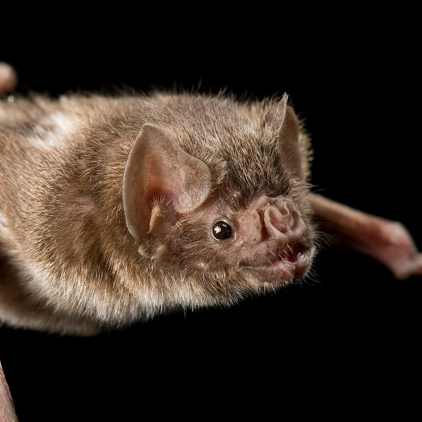 Common vampire bat, facts and, albino bats HD phone wallpaper