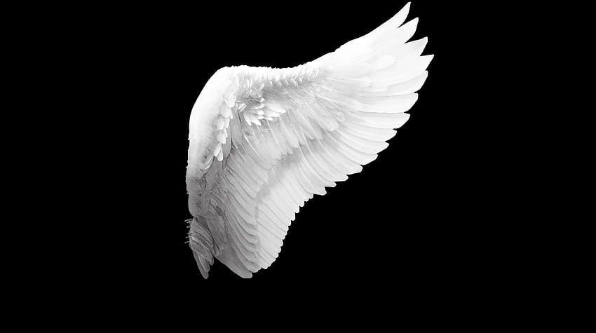Angel Wing Backgrounds posted by John Peltier, white wings HD wallpaper