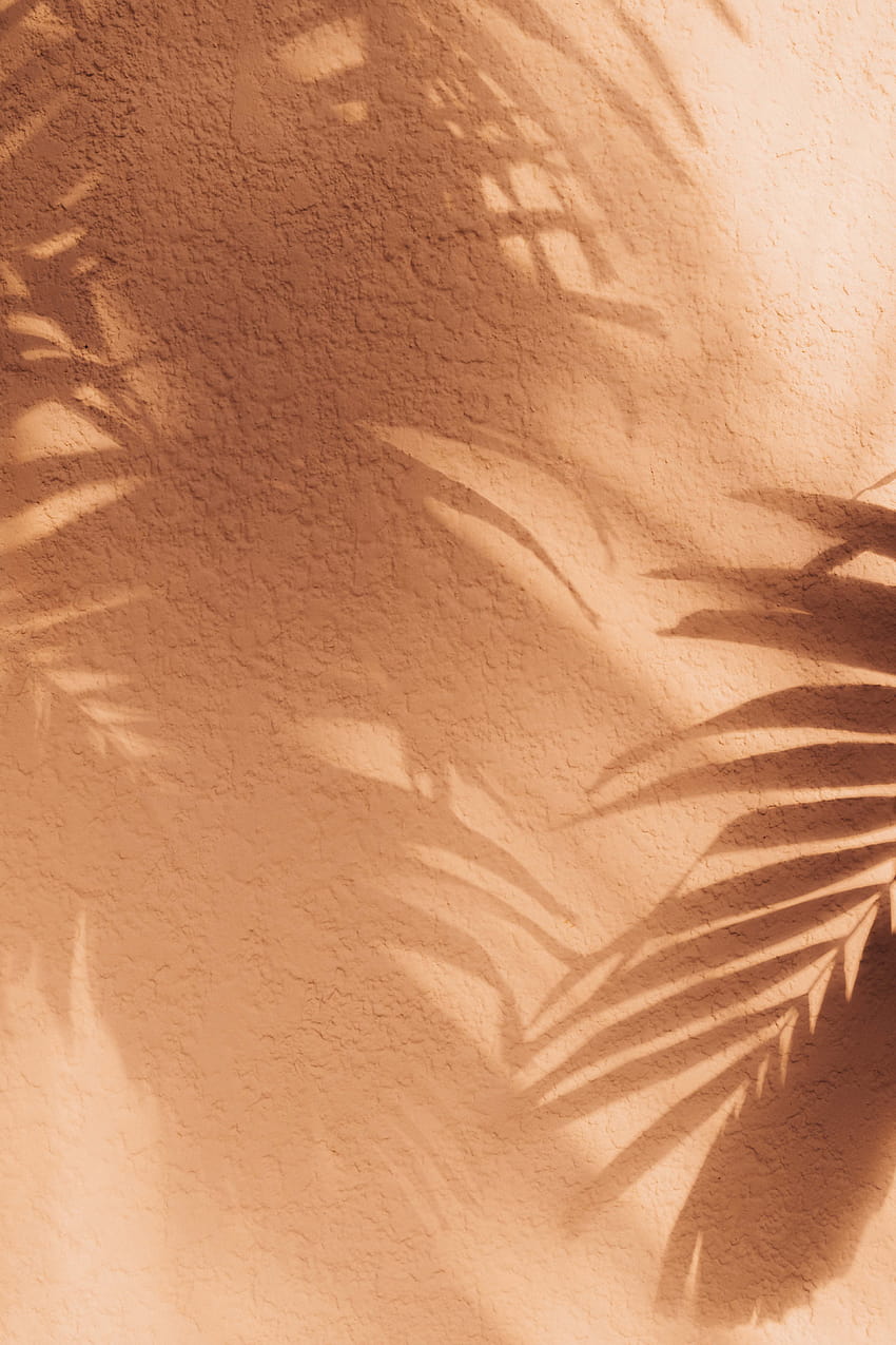 Lily Rose, aesthetic brown HD phone wallpaper