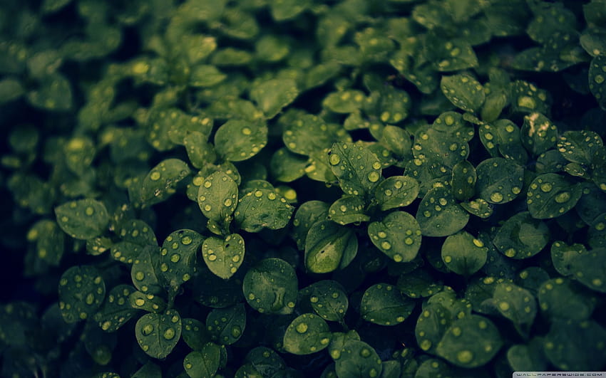 Green Plants Top Green Plants Backgrounds [2560x1600] for your , Mobile & Tablet, plant cell HD wallpaper