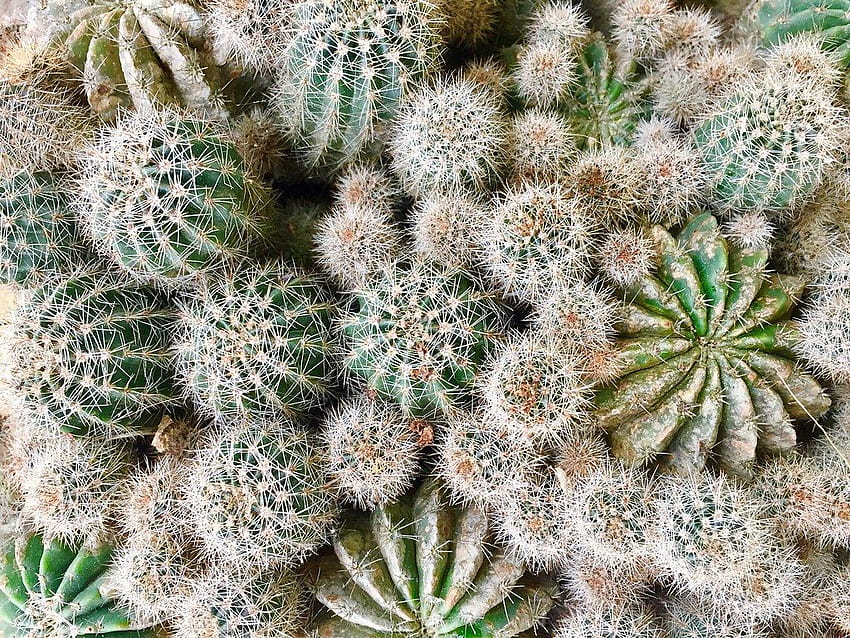 Cactus Thorn Plant Growth Nature Full Frame Spiked Green C…, tanaman kaktus closeup bunga alam Wallpaper HD